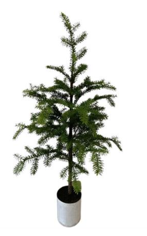 Yew Pine Tree Potted 64" XX1373 Urban Threadz Boutique