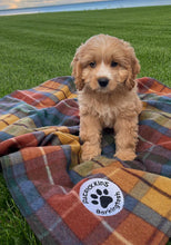 Load image into Gallery viewer, TARTAN PET BLANKET 1014