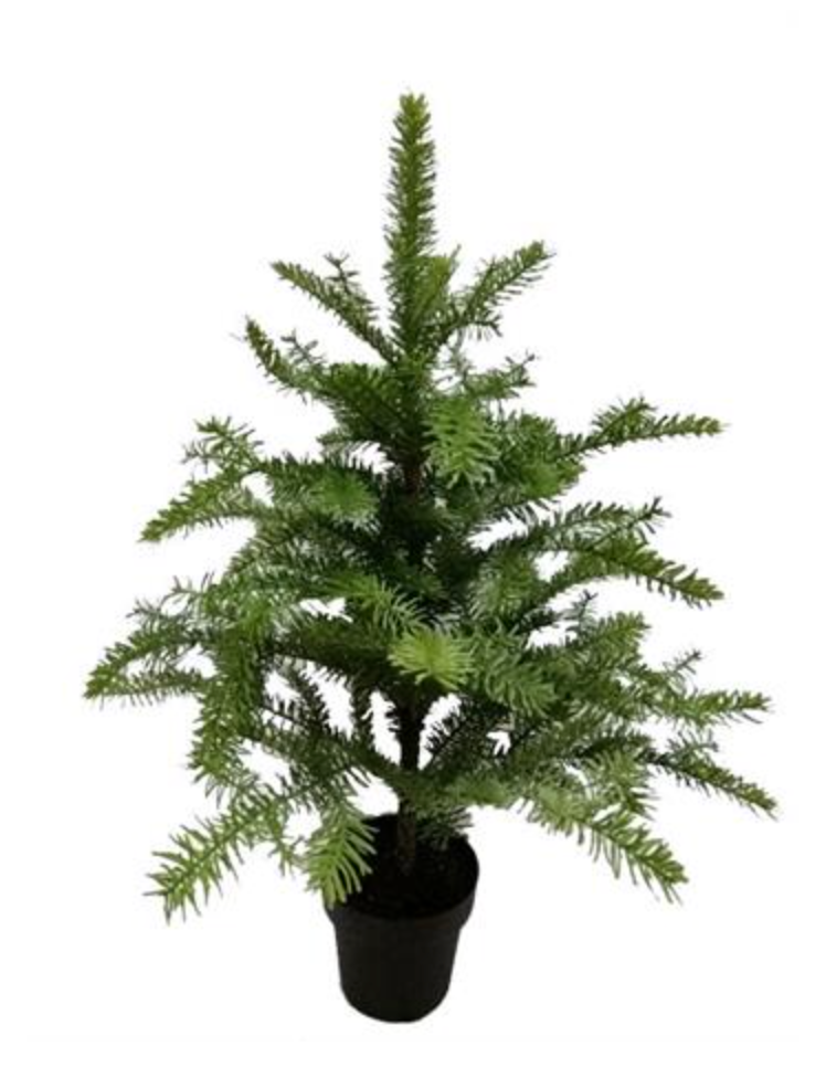 PE Noble Fir Tree Potted 42" XX1372