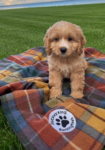Tartan dog blanket hotsell